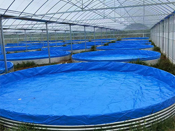 帆布魚池適合養什么淡水魚？